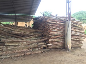 Chất Lượng Cao Bạch Đàn Gỗ Veneer Thiết Kế Công Nghiệp Phong Cách Xây Dựng Ván Ép Lõi Quay Cắt Từ Việt Nam Nhà Máy - Product Image 3