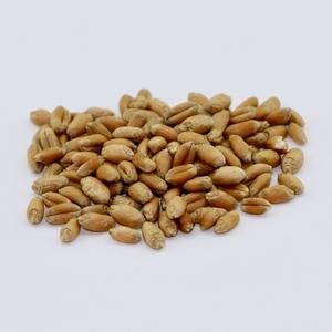 Grain de Blé Sans OGM Fournisseur vérifié | 100% Non irradié | - Product Image 2