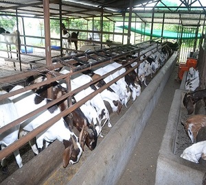 บ้านแพะราคาถูกออกแบบมาเพื่อขาย - Product Image 5