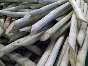 สินค้าขายดี น้ำตาลอ้อยแช่แข็งเกรดพรีเมียมจากเวียดนาม รสหวานคงที่ เหมาะสำหรับทำน้ำผลไม้และสายการผลิตเครื่องดื่ม - Product Image 4