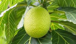 Chất Lượng Cao Cấp Đông Lạnh Breadfruit Từ Vùng Nhiệt đới Hỗ Trợ Hệ Thống Miễn Phí Và Sạch Nhãn Ăn Chay Kế Hoạch - Product Image 6