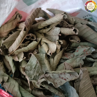 Feuilles de goyave séchées, matière durable, origine Vietnam, pour les ateliers de mélange de thé et les tâches d'aromatisation culinaire subtile