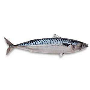 Venta caliente Pescado de caballa congelado entero-Paquete al vacío Bajo en grasa 25kg - Product Image 3