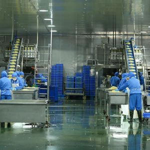 Miglio Giallo, Cereale Salutare per <span class=keywords><strong>Colazioni</strong></span> Nutrienti, Senza Gusci, Raccolto Recente, Vendita all'Ingrosso, Alimento Biologico - Product Image 6