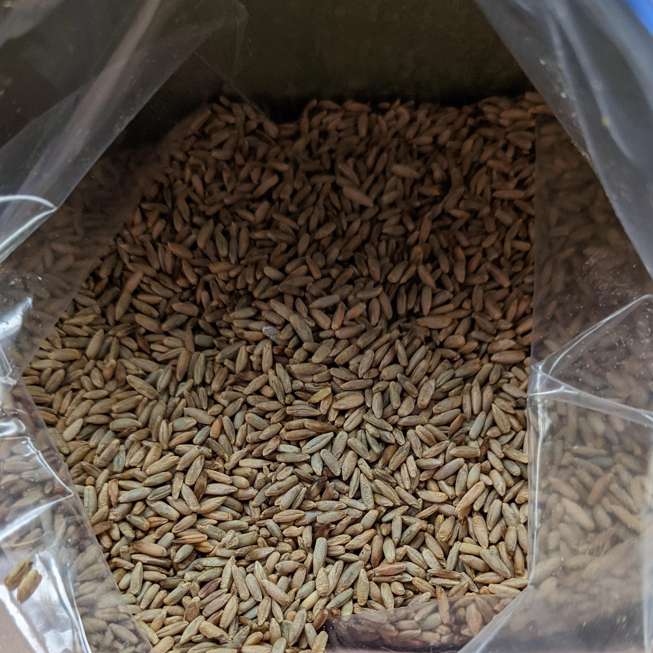 igh Quality Winter Rye / Organic Rye Grains / Rye Bran and Rye Flakes