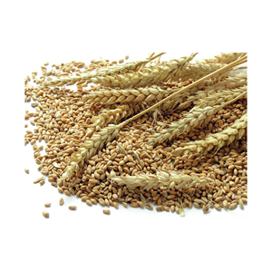 High Quality <b>Milling</b> <b>Wheat</b> Grain Durum <b>Wheat</b> Hard <b>Wheat</b> Grain Cheapest Price Supplier <b>Bulk</b> Natural Softs With Fast Delivery - Product Image 3