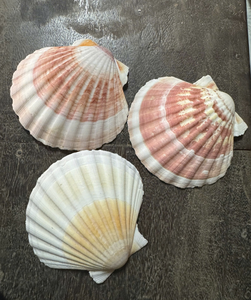 เปลือกหอยเปลือกหอยเปลือกหอยเปลือกหอยเปลือกหอยสีขาวสำหรับตกแต่งแบบธรรมชาติเปลือกหอยขนาดใหญ่ของเวียดนามสำหรับงานฝีมือแบบทำมือการตกแต่งอาหารและงานปาร์ตี้ธีมมหาสมุทร - Product Image 3