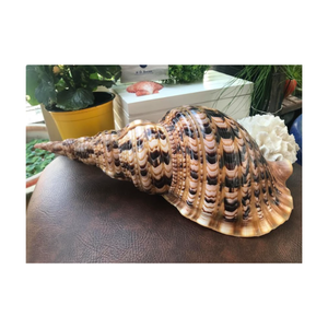Conchas Marinas Grandes de Trompeta Tritón Naturales del Océano de Vietnam en Venta, Conchas Marinas Vacías, Limpias y Pulimentadas - Product Image 1