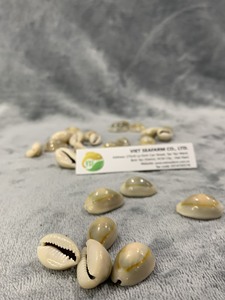 Producto de concha marina natural de concha de cauri dorada pulida de alta calidad de Vietnam con precio competitivo para animales al por mayor - Product Image 3