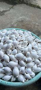 Mezcla de conchas marinas blancas Conchas marinas naturales para decoraciones - Product Image 6