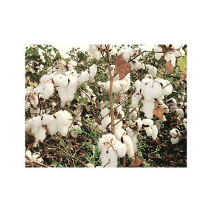 Coton brut offert à des tarifs de gros compétitifs pour les fabricants - Product Image 4