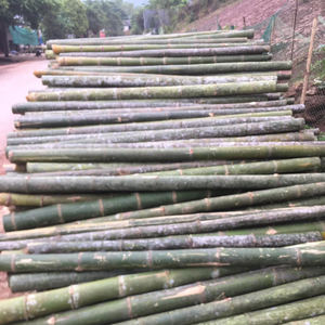 Tiges de bambou écologiques de haute qualité, abordables et polyvalentes pour tous les usages - Product Image 2