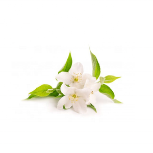Kanha Nature Oils Le plus grand fabricant réputé d'Inde offre JASMINE GRANDIFLORUM ABSOLUTE Huile essentielle de noix de coco en gros - Product Image 5