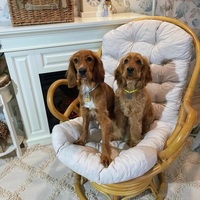 Chaise longue en rotin tissé à la main avec coussin, chaise pivotante de patio avec dossier, chaise de détente pour l'extérieur et l'intérieur