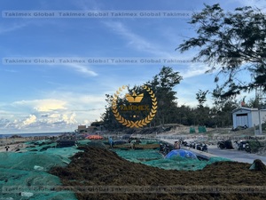 Alga Marina Sargassum Seca de Alta Calidad/Alga Marina Deshidratada para Venta al por Mayor desde Vietnam a Precio Económico - Product Image 3