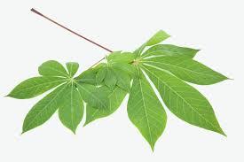 Foglie <span class=keywords><strong>di</strong></span> manioca congelata verde/cibo tradizionale pulito/ricco <span class=keywords><strong>di</strong></span> minerali/pronto per la cottura - Product Image 6