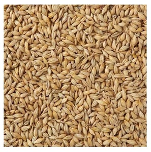 Alimento de cebada para consumo animal y humano - Product Image 5