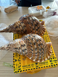 Decorative Snail Shell and Trumpet Shell Natural <b>Texture</b> and Strong Shell Quality for Interior Styling Display - Product Image 3