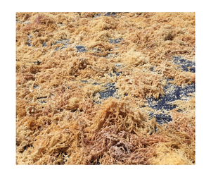 Offre Spéciale organique séché Cottonii Seamoss Premium Bulk Vente en gros Vegan Pure Wildcrafted Sans OGM Sans Gluten Healthy Export Vietnam - Product Image 4