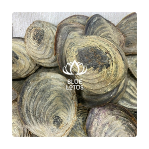 BEST SELLER Clean Sourced Murex <strong>Shells</strong> Perfect for Elegant Event Centerpieces <strong>and</strong> Aquarium Habitat Enrichment Supply - Product Image 6