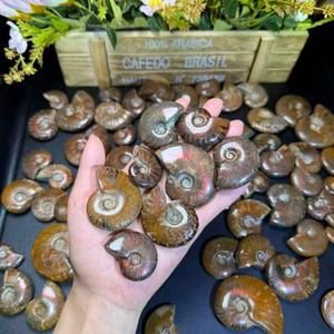 Ammonites fossiles arc-en-ciel polies en gros, différentes tailles, coquille naturelle rare, motif de jade pour la fabrication de bijoux et la décoration - Product Image 2