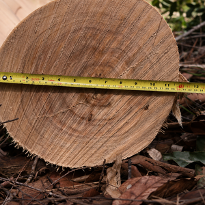 Premium Natural Birch Wood <b>Logs</b> Round Timber Sections Grade a 6M X 30CM Bark on Ends for Crafts Firewood <b>Decor</b> - Product Image 3