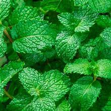 HIERBAS DE MENTA VERDE NATURAL RECIÉN COSECHADAS ETIQUETA LIMPIA PLANTA PURA BASADA PARA APOYO AL SISTEMA INMUNE Y DETOX - Product Image 4