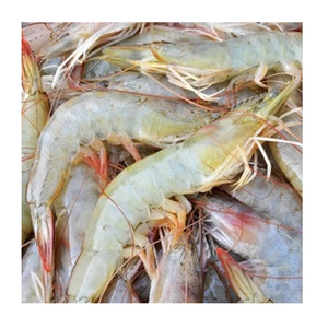 Camarones Vannamei Blancos HOSO Congelados de Calidad de Exportación, Suministro de Mariscos a Granel - Product Image 5