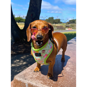 Custom Cute Adjustable <strong>Harness</strong> for <strong>Dogs</strong> Comfortable and Durable Light Green Kawaii Picnic <strong>Harness</strong> for <strong>Extra</strong> <strong>Small</strong> to Large <strong>Dogs</strong> - Product Image 5