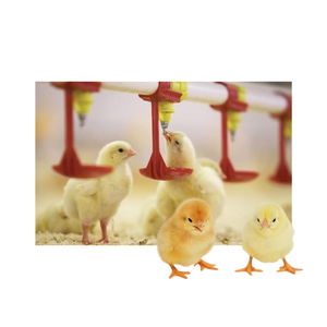 Équipement d'élevage de haute technologie bonne qualité nouvelle conception pour équipement d'élevage de volaille de volaille fabricant du Vietnam - Product Image 2