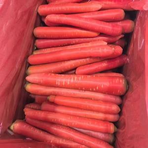 Grossiste en carottes fraîches de la meilleure qualité <span class=keywords><strong>et</strong></span> à prix avantageux, prêtes à consommer - Product Image 1