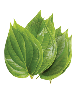 Hojas de Betel a Granel para Exportación - Product Image 5