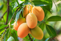 De Zoete Rivier Verhaal Mekong Gesneden Zachte Gedroogde Mango met AD-droging & Siroopconservering 100% Natuurlijk uit Vietnam