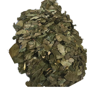 Feuilles de corossol/feuilles de Graviola-PRODUIT DE HAUTE QUALITÉ ET AU MEILLEUR PRIX DU VIETNAM/VENTE EN GROS 2024 - Product Image 6