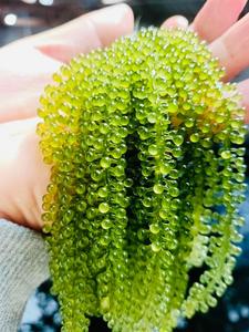 Uvas de mar frescas Algas marinas de alta calidad 100% Artesanía salvaje Uvas de mar deshidratadas Higiene y Seguridad Alimentaria Embalaje de solicitud del cliente - Product Image 5