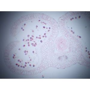 Portaobjetos Preparados para Microscopio: Anteras de Lirio T.S. Profaosa o Metafaosa tardía - Product Image 1