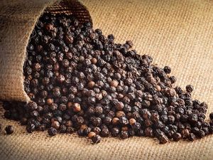 Pimienta negra seca natural de alta calidad de Vietnam, 24 meses de vida útil, lista para exportación, precio al por mayor, especias y hierbas individuales - Product Image 6