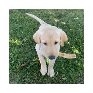 CHIEN EN BOIS DE CAFÉ NATUREL ET SÛR CHEW ÉTIQUETTE PERSONNALISÉE ET LOGO DE MARQUE EN GROS EN FORME D'OS CHIEN CHEW CHIEN JOUETS - Product Image 5