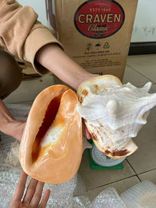 Elegante Burgess Turbo Seashell Decor Conchas naturales de Vietnam Pulido Varios tamaños Exportación de calidad para Navidad Envío listo - Product Image 3