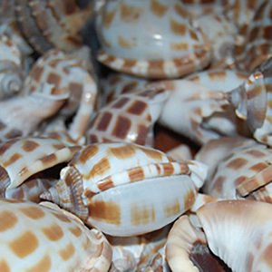 Concha de Areola de Phalium, Concha Marina Natural Pequeña para Joyería, 5-7 cm, Pulida, Tacto Real, con Motivos Animales - Product Image 2