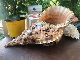 Vente chaude Seashell 100% Naturel Divers SeaShell Du Vietnam - Product Image 4