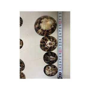High Quality Seashell Abalone <strong>Shell</strong> Limpet From Viet Nam <strong>Supplier</strong> a Gift From the Sea - Product Image 6