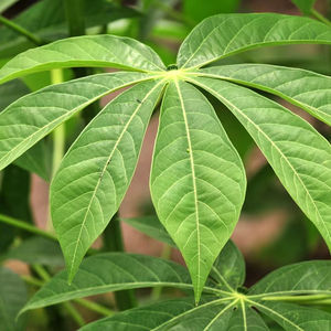 Le manioc congelé quitte le Vietnam pour les fabricants mondiaux de plats préparés de haute qualité à bon prix par 99 Gold Data - Product Image 1