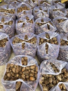 Venta al por mayor 2024 de alta calidad rodajas de cúrcuma fresca hierba curcumina en polvo mejor precio semillas de pimienta y especias en forma completa - Product Image 6