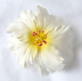 H001: White yellow center