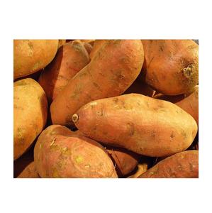 Ñames Blancos Frescos Orgánicos de Alta Calidad para Uso Agrícola, Precio Económico, Fabricante de Alemania, Exportaciones a Todo el Mundo - Product Image 1