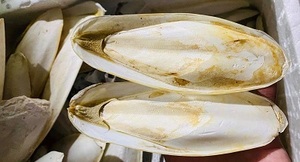 Chất Lượng Cao Việt Nam Mực Xương Tự Nhiên Canxi-Giàu Bổ Sung Cho Các Loài Chim Loài Bò Sát Sương-Bán Buôn Xuất Khẩu Động Vật Thức Ăn - Product Image 2