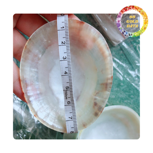 เปลือกหอย Limpet สะอาดขัด | พร้อมสำหรับสินค้าแฮนด์เมดและการตกแต่ง - Product Image 2