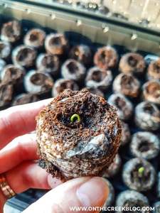 Granulés de tourbe de coco pour le milieu de culture biodégradable organique de départ de graine - Product Image 4