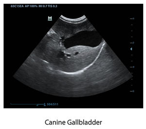 Mindray DP-50 veterinaria serie veterinaria ecografia diagnostica con PW Doppler - Product Image 5